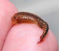 Eubranchipus neglectus