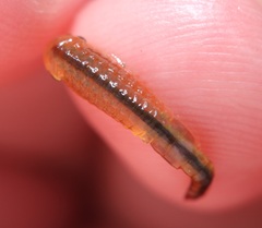 Eubranchipus neglectus