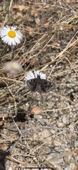 Hesperopsis alpheus