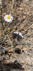 Hesperopsis alpheus