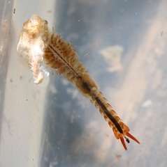 Eubranchipus neglectus