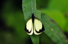 Leptophobia diaguita