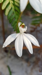 Caladenia picta