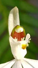 Caladenia picta