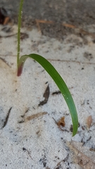 Caladenia picta