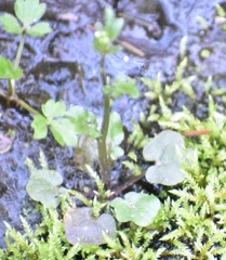 Cardamine breweri orbicularis