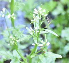 Cardamine breweri orbicularis