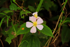 Chaetogastra paratropica