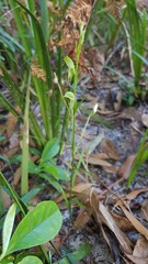 Pterostylis tunstallii