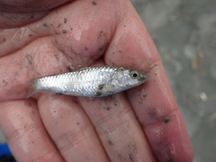 Spinibarbus hollandi