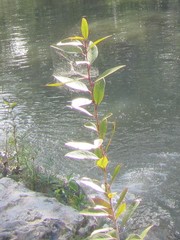 Lophostemon grandiflorus