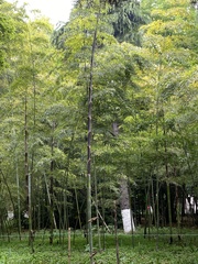 Phyllostachys edulis