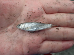 Spinibarbus hollandi