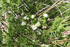 Asperula gunnii