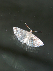 Alucita adriendenisi