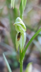 Pterostylis tunstallii