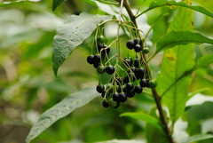 Solanum aligerum