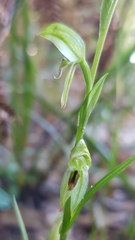 Pterostylis tunstallii