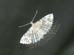 Alucita adriendenisi