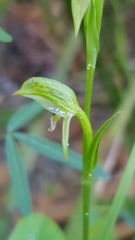 Pterostylis tunstallii