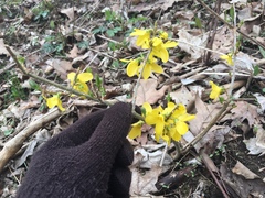 Forsythia suspensa