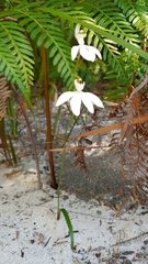 Caladenia picta