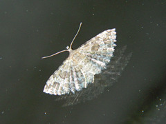 Alucita adriendenisi