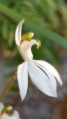 Caladenia picta