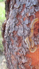 Corymbia erythrophloia