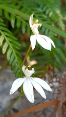 Caladenia picta