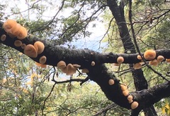 Aleurodiscus vitellinus