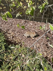 Sylvilagus floridanus