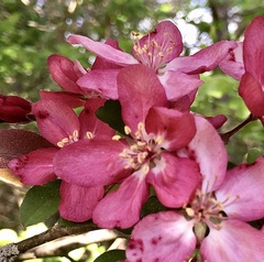 Malus floribunda