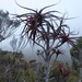 Dracophyllum townsonii - Photo (c) Mark Anderson, algunos derechos reservados (CC BY-SA), subido por Mark Anderson