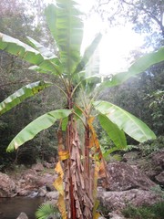 Musa banksii