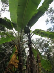 Musa banksii