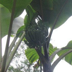 Musa banksii