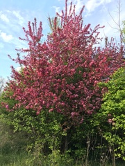 Malus floribunda