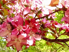 Malus floribunda