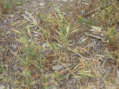Bromus diandrus