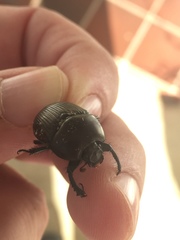 Geotrupes blackburnii