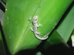 Dactylocnemis pacificus