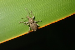 Chalepistes compressus