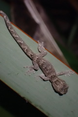 Dactylocnemis pacificus