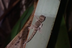 Dactylocnemis pacificus