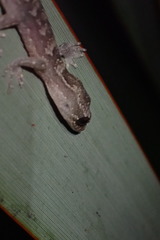 Dactylocnemis pacificus