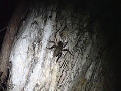 Deinacrida heteracantha