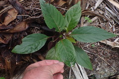 Justicia carnea