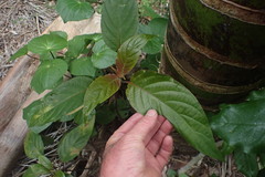 Justicia carnea