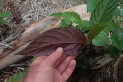 Justicia carnea